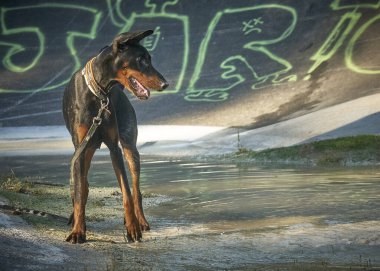 Siyah beyaz doberman portresi 