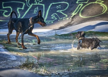 Su birikintisinde oynayan iki köpek. Doberman ve bichon