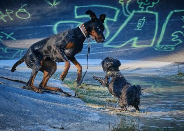 Köpekler ormanda su birikintisiyle oynuyorlar. Doberman ve bichon