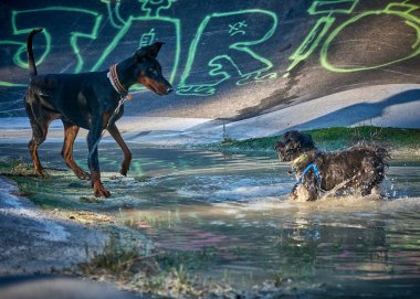 Köpek su sıçramasıyla oynuyor. Doberman ve bichon