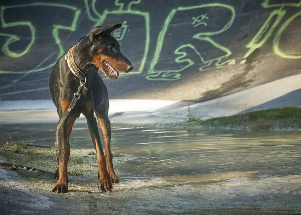 Siyah beyaz doberman portresi 