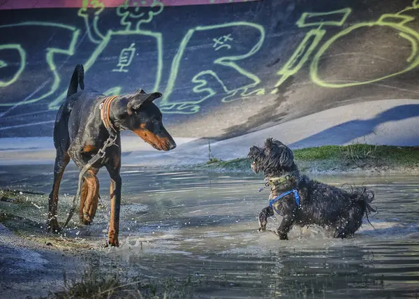 Köpek nehirde bir oyuncakla oynuyor. Doberman ve bichon