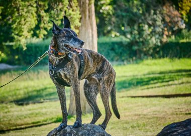 Siyah köpek portresi