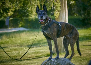 Parktaki siyah bir doberman. yüksek kaliteli fotoğraf