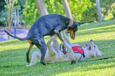 Parkta oynayan köpekler