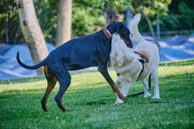 İki güzel köpek çimenlerde bir oyuncakla oynuyorlar..