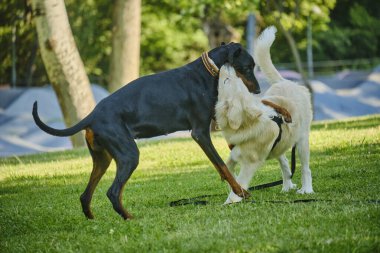 İki köpek diğer Labrador Retriever 'la oynuyor.