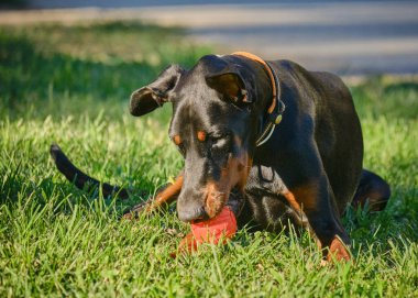 Köpek cinsi dachshund, yeşil çimlerde kırmızı yakalı.