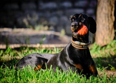 Köpek çiftleşmesi Doberman Doberman Parktaki yeşil çimlerde, yaz