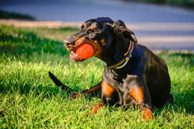 siyah dachshund dilleri dışarı çıkmış