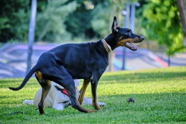 Köpek, çimenlerde kırmızı yakalı siyah beyaz bir köpek yetiştirir..