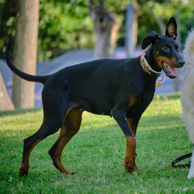 Amerikan ve Stamfordshire teriyerinin farklı cinsinden köpekler..