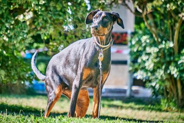 Siyah köpek cinsi baston korso Parktaki çimlerin üzerinde duruyor