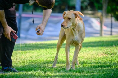 Parkta tasmalı bir köpek