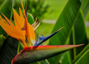 Güzel çiçeklere yakın, yaz konsepti.