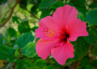 Pembe hibiscus çiçek yakın çekim