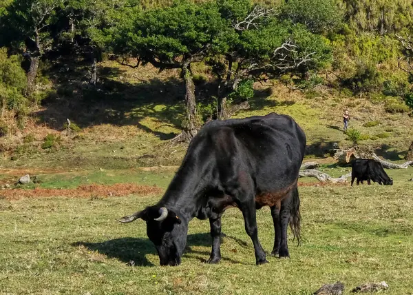 İspanya 'da bir çiftlikte otlayan inekler