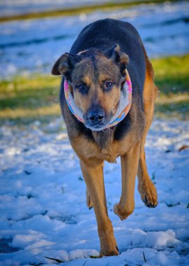 Karda karla oynayan güzel bir Alman çoban köpeği..