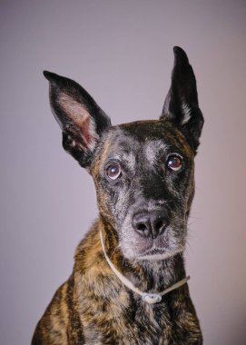 Stüdyoda gri arka planda tatlı melez köpek.