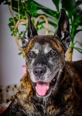 Köpek soyu dozu portresi