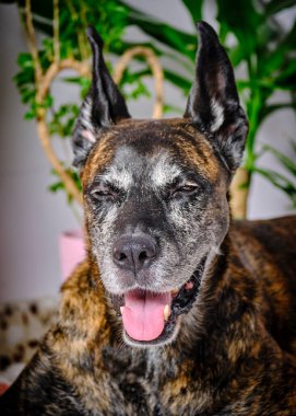 Köpek bir yaz günü Alman çoban köpeği yetiştirir.