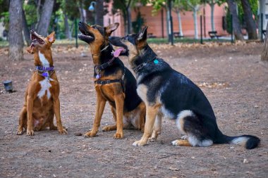 Köpek, Amerikan çoban köpeği yetiştirir.