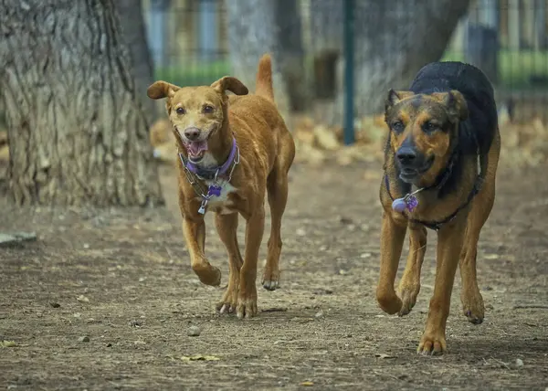 Parktaki iki köpeğin portresi.
