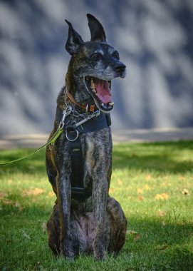 Siyah bir köpeğin portresi.