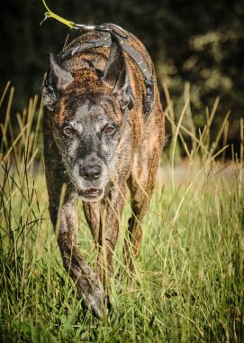 köpek doğurmak cane corso
