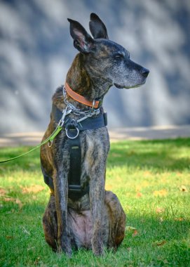 Köpek parkta oturuyor.