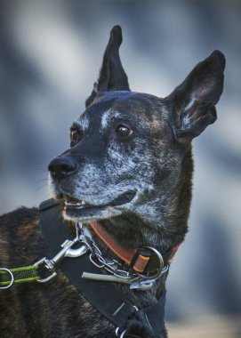 Güzel bir köpeğin portresi. melez.