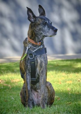 Köpek siyah beyaz portre üretir.