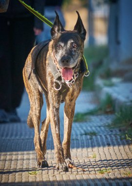 Sokaktaki siyah köpek