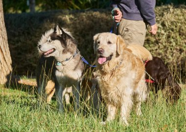 Çimenlerde oynayan iki köpek.