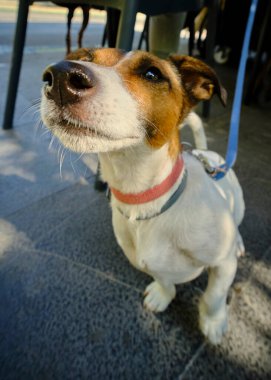 Şehirdeki sokaktaki köpek.