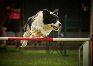 zıplayan çoban köpeği