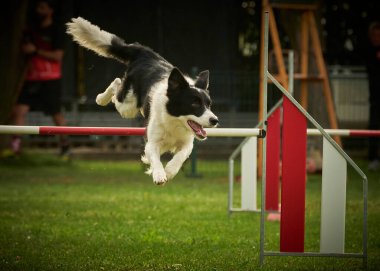 Çeviklik üzerine zıplayan çoban köpeği