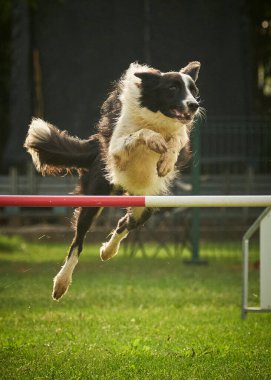 Sınır çoban köpeği çeviklik yarışmasında engelin üzerinden atlıyor
