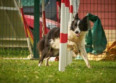 Sınır çoban köpeği çeviklik kursunda.