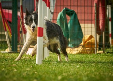 Çeviklikte köpek eğitimi