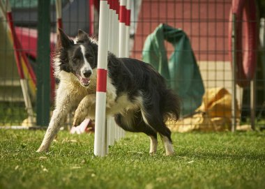 kenar kömür ocağı köpek Jumping
