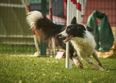 Hudut çoban köpeği çeviklik içinde yeşil bir alanda koşuyor