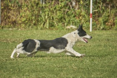 Köpek parkta tarlada oynuyor.