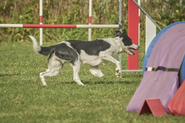 Sınır çoban köpeği çeviklik kursunda zıplıyor