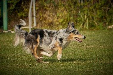 Köpek doğurmak kenar kömür ocağı