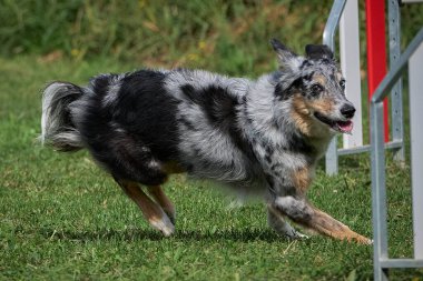 Köpek çiftleşmesi sınır köpeği çevikliğiyle koşuyor.