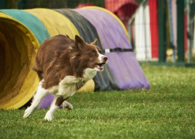 köpek çeviklikle koşuyor