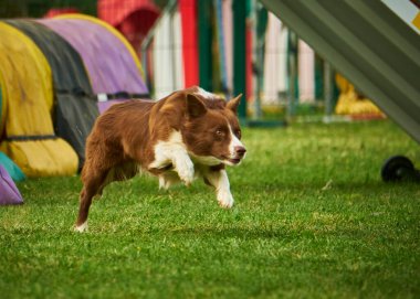 sınır çoban köpeği çeviklik içinde çalışıyor