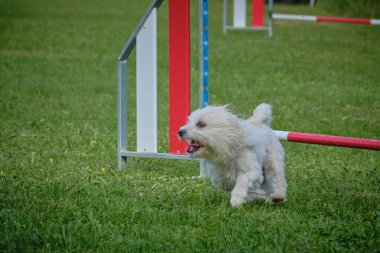 Çeviklik parkında bir köpek