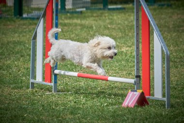 Çeviklik çok aktif bir köpektir.